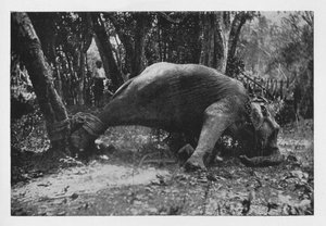 Elefantenfang in Ceylon - Gefesselt, ca. 1890, 1910