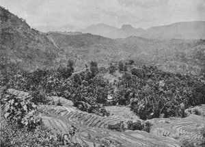 Blick auf Reisfeld vom Kadugannawa-Pass, um 1890 von Alfred William Amandus Plate