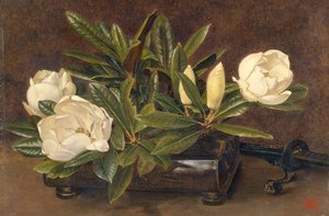 Magnolien