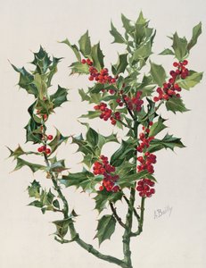 Stechpalme, Illustration aus Encyclopédie Artistique et Documentaire de la Plante, veröffentlicht in Paris, 1904-08