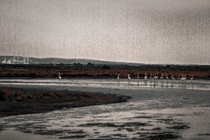 Versammlung, aus der Serie Camargue Flamingos