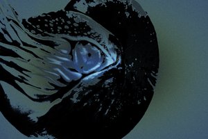 Nautilus