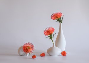  von Alice Sheng