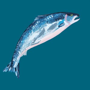 Springender blauer Lachs