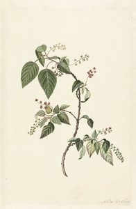 Nandina (Nandina domestica)