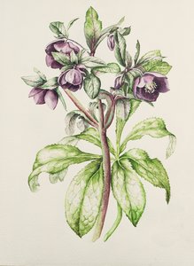 Helleborus Orientalis von Helen Ballard (dunkelviolette Blumen)