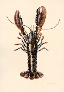 Hummer aus Solva, 2014 von Alison Cooper