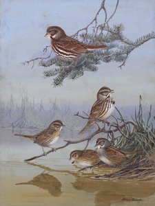 Sperling von Allan Brooks