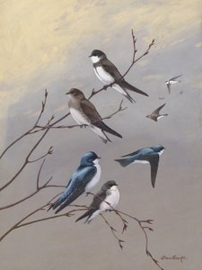 Schwalbe von Allan Brooks