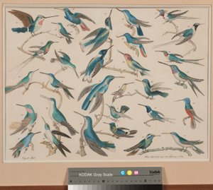 Kolibris