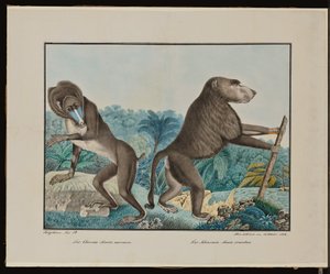 Der Chacma von Aloys Zötl