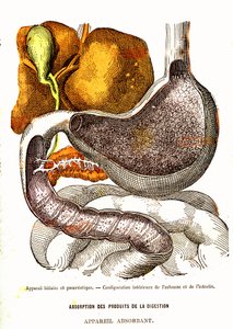 Gallen- und Pankreassystem - Normales Leben & Gesundheit von J. Rengade - Zeichnung von A. Demarle 1881 von Alphonse Demarle