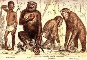 Evolution der Säugetiere zum Menschentyp: Natürliche Schöpfung und Lebewesen (von Jules Rengade). Zeichnung von A. Demarle. 1885