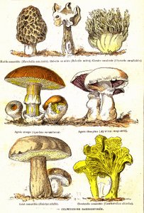 Pilze Basidiosporen: Natürliche Schöpfung und Lebewesen (von Jules Rengade). Zeichnung von A. Demarle. 1885