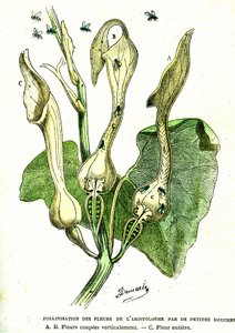 Bestäubung durch Fliegen von Aristoloche-Blumen: Natürliche Schöpfung und Lebewesen. Zeichnung von A. Demarle. 1885 von Alphonse Demarle