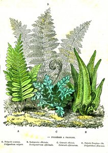 Schleuder-Farn: Natürliche Schöpfung und Lebewesen. Zeichnung von A. Demarle. 1885 von Alphonse Demarle