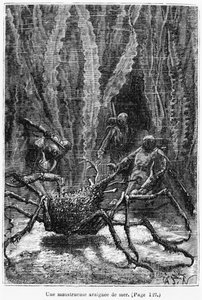 Die Spinnenkrabbe, Illustration aus 