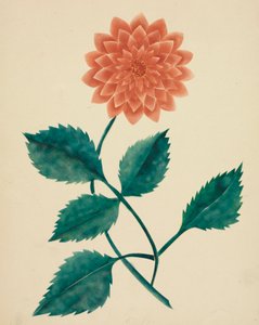 Dahlie von Altha Mary Nims