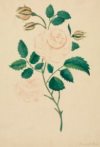 Damaszenerrose von Altha Mary Nims