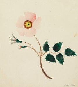 Wildrose von Altha Mary Nims