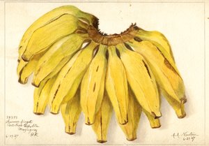 Bananen (Musa: Guincos Finget)