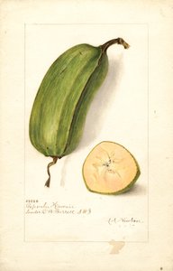 Bananen (Musa: Popoulu Hawaii)