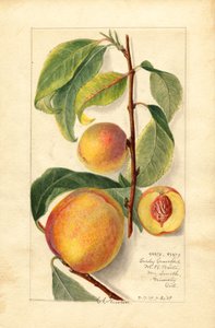 Pfirsiche (Prunus persica) von Amanda Almira Newton