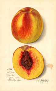 Pfirsiche (Prunus persica: J.H. Hale) von Amanda Almira Newton