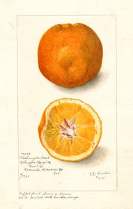 Washington Navel Orangen (Citrus sinensis) von Amanda Almira Newton