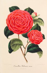 Nouvelle iconographie des Camellias