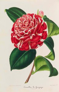 Neue Ikonographie der Kamelien, 1850-1860