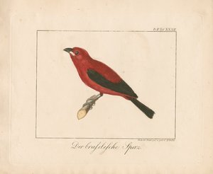 Brasilianischer Fink (handkolorierte Kupferstichgravur)