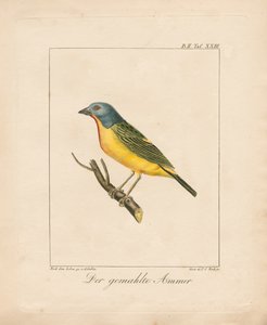Gemalter Ammer von Ambrosius Gabler