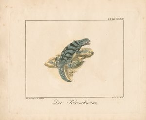Kurzschwanz-Eidechse