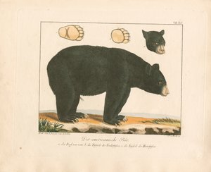 Der Amerikanische Bär (handkolorierte Kupferstichgravur)