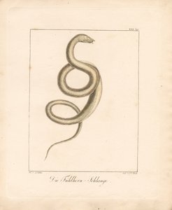 Die Fühlerschlange von Ambrosius Gabler