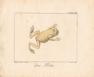 Der Pfeifer (handkolorierte Lithografie)