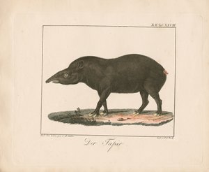 Der Tapir