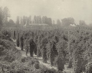 Ein Hopfenhof in Washington von American Photographer (after)