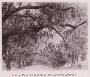 Spanisches Moos und Lebenseichen, Bonaventure Cemetery (s/w Foto) von American Photographer (after)