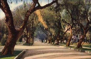 Allee der Pfefferbäume, Pasadena von American Photographer