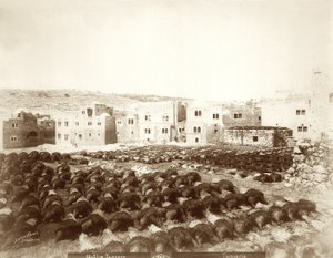 Gerberei in Hebron mit ausgelegten Häuten im Vordergrund, 1898-1911
