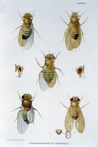 Bienen - in „Contributions to the Genetics of Drosophila Melanogaster“, Thomas H. Morgan von American School