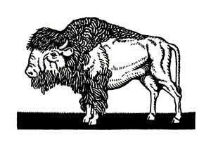 Amerikanischer Bison des Alten Westens von American School