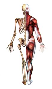 Anatomische Darstellung des menschlichen Skeletts und der Muskeln