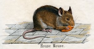 Antiker Druck einer Hausmaus