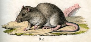 Antiker Druck einer Ratte