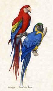 Aracangua und Blau-Gelber Ara, aus Die Naturgeschichte der Tiere