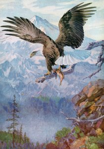 Weißkopfseeadler auf einem Bergvorsprung mit einem Fisch von American School