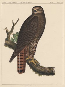 Vögel, Tafel XIV, 1855 von American School